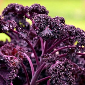 Semillas Kale Crespo rojo 1 gr