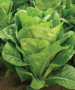 Semillas Peletizadas Lechuga Costina Matelote 3 gr