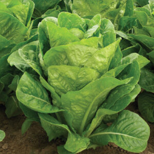 Semillas Peletizadas Lechuga Costina Matelote 3 gr