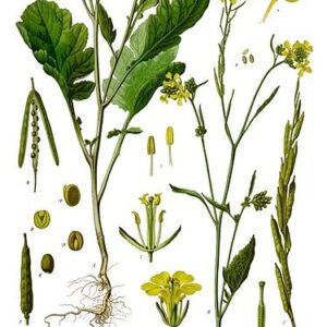 Semillas de Mostaza Negra 3 Grs