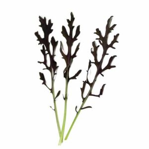 Semillas Mostaza roja frilly 1 gr