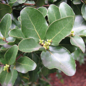Árbol Nativo Peumo mediano en bolsa