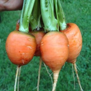 Zanahoria Redonda de Paris 1 gr