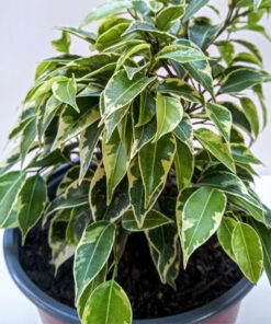 Planta de Interior  Ficus Bonsai variegado