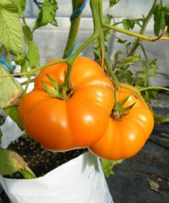 Sobre semillas tomate antiguo # 19 Elbe 10 Semillas