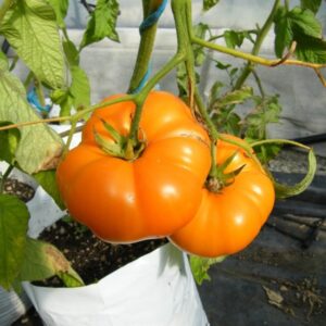 Sobre semillas tomate antiguo orgánico # 19 Elbe 10 Semillas