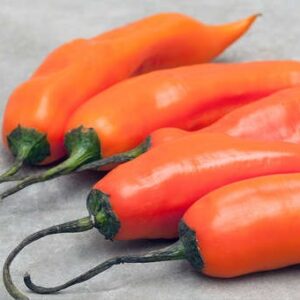 Semilla de Ají Amarillo Peruano 0.5 gramos