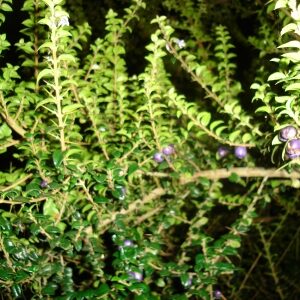 Árbol Nativo Arrayan macho grande en bolsa