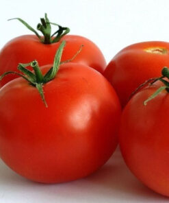 Planta de Tomate Cal Ace