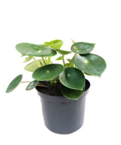 Planta de Interior  Peperomia Cucharita