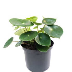 Planta de Interior  Peperomia Cucharita