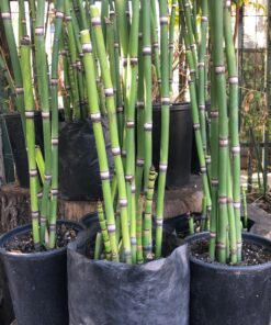Planta de Equisetum (Cola de Caballo)