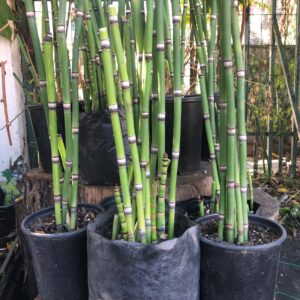 Planta de Equisetum (Cola de Caballo)