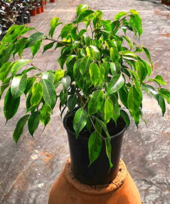 Planta de Interior  Ficus Anastasia mediano