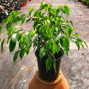 Planta de Interior  Ficus Anastasia mediano