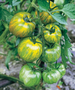 Tomate antiguo N°40 - Green Zebra Semilla 10 un.