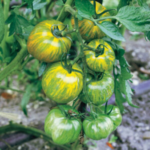 Tomate antiguo N°40 - Green Zebra Semilla orgánica 10 un.