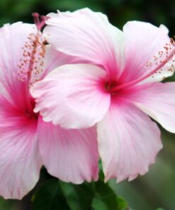 Hibiscus Simple Colores Variados