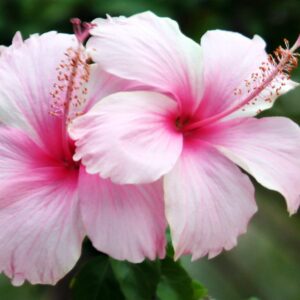 Hibiscus Simple Colores Variados