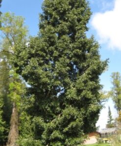 Árbol Laurel del Sur