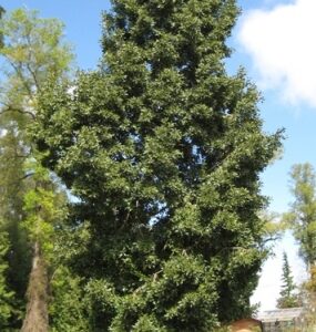 Árbol Laurel del Sur