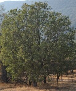 Árbol Nativo Litre mediano en bolsa