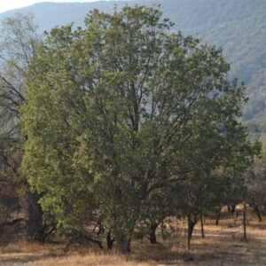 Árbol Nativo Litre mediano en bolsa
