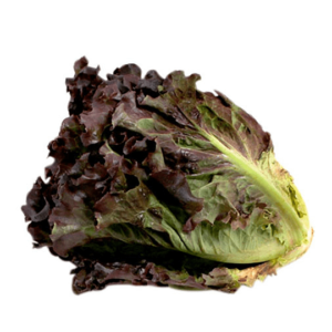 Semilla de Lechuga Orgánica Milanesa Roja 3 Gramos