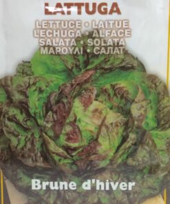 Sobre Semillas Ortovivo Lechuga Bruna de Invierno