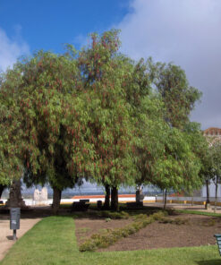 Árbol Pimiento