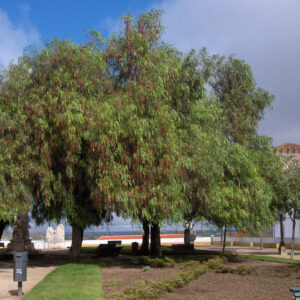 Árbol Pimiento