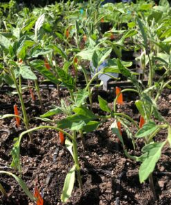 Planta Tomate  Alamina F1