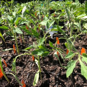 Planta Tomate  Atiya F1 Indeterminado