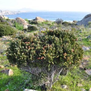 Árbol Nativo Lucumillo en Bolsa - Chico