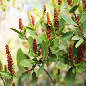 Árbol - Arbusto Nativo Colliguay chico