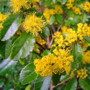 Árbol Nativo Corcolén Blanco chico