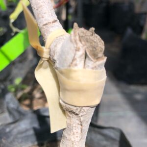 Cinta elástica para injertar biodegradable 20 cm