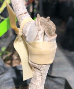 Cinta elástica para injertar biodegradable 20 cm