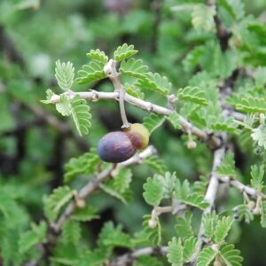 Árbol Nativo Guayacán chico