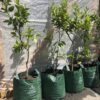 Naranjo de mesa Grande en grow in bag de 50 lt