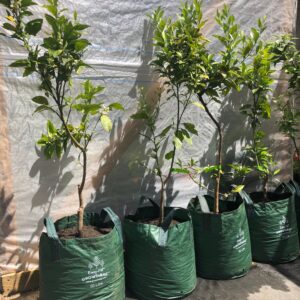 Naranjo de mesa Grande en grow in bag de 50 lt