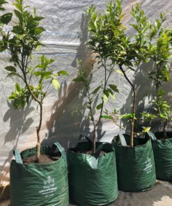 Naranjo de mesa Grande en grow in bag de 50 lt