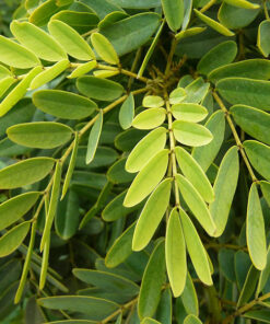 Árbol Nativo Quebracho
