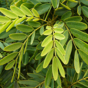 Árbol Nativo Quebracho