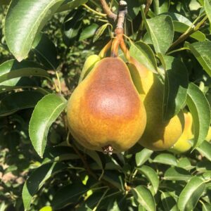 Protector solar para plantas 500 gr