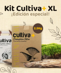 Kit de autocultivo de Champiñon Ostra