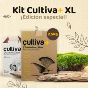 Kit de autocultivo de Champiñon Ostra