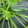 Semillas Mini Zapallo Italiano Zuchini Ladoga F1 40 días 10 semillas