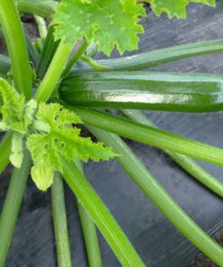Semillas Mini Zapallo Italiano Zuchini Ladoga F1 40 días 10 semillas