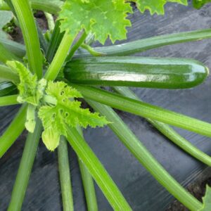 Semillas Mini Zapallo Italiano Zuchini Ladoga F1 40 días 10 semillas